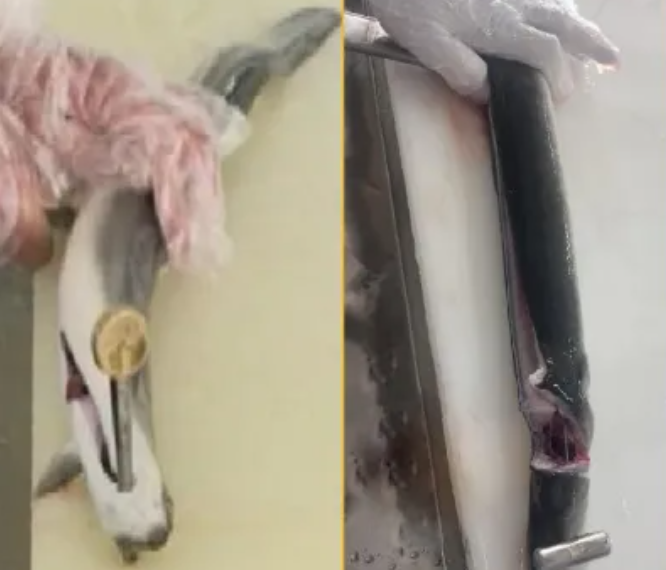 搶“鰻”品貨源！鰻魚(yú)皇后29年品質(zhì)鰻魚(yú)，賦能餐飲招牌菜、零售爆品就在9月F2C中食展